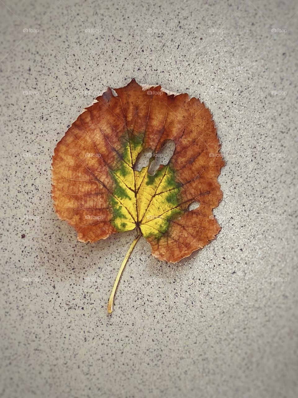 Beautiful colourful autumn leaf