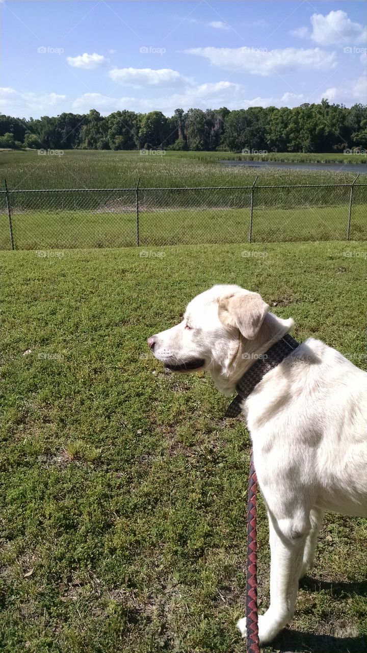 Leashed Dog on Sunny Day