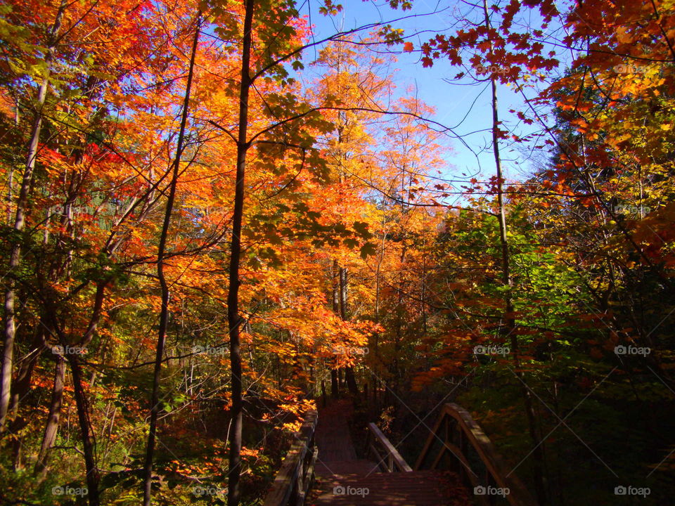 Canada autumn colours