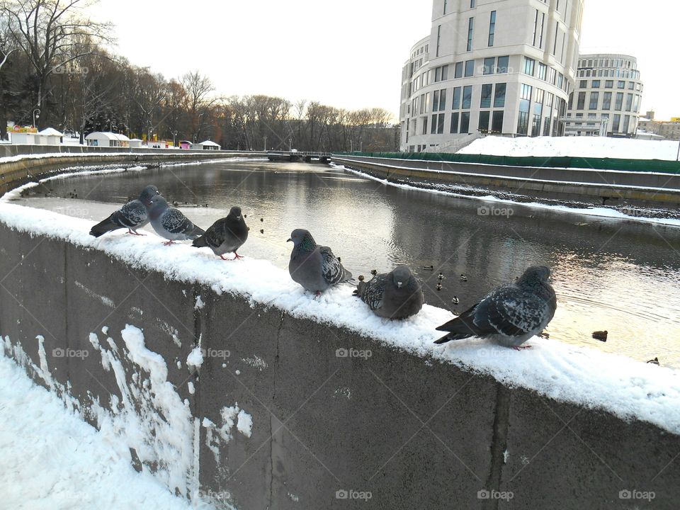 Winter, Snow, Cold, City, Urban