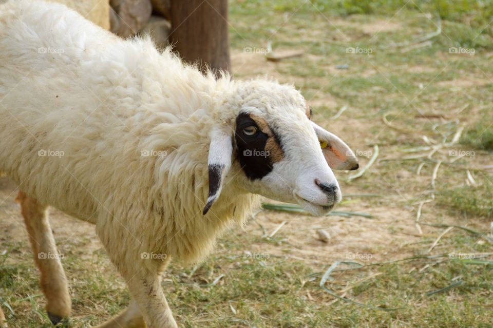 Cute sheep in country farm
