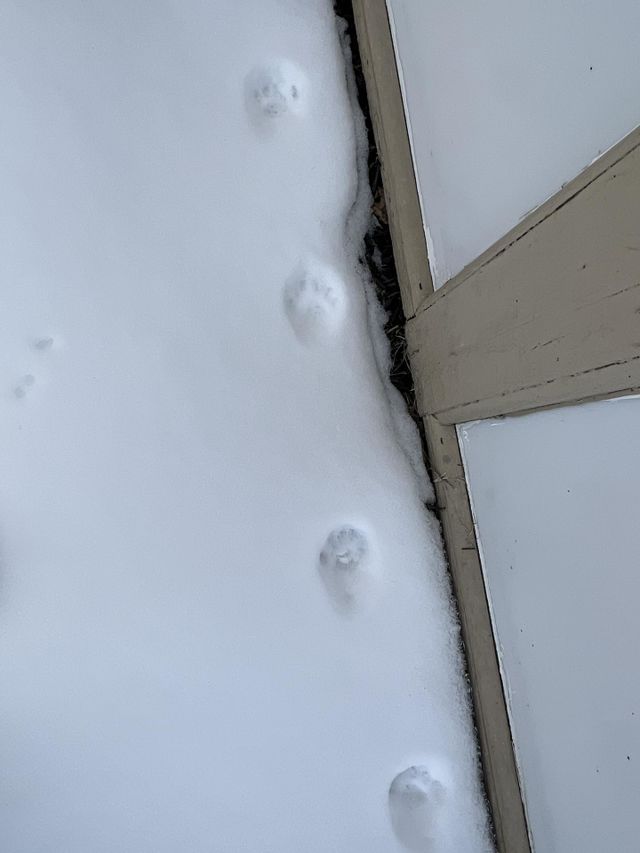 Tracks 