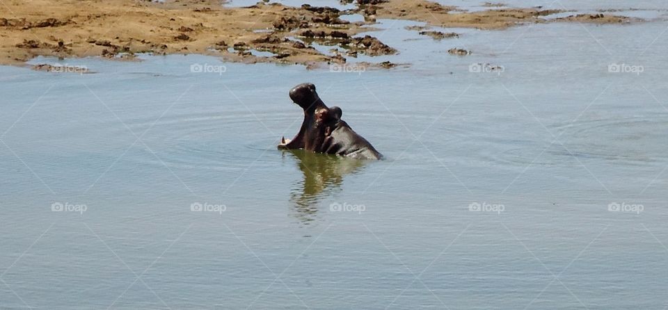 Hippopotamus in water