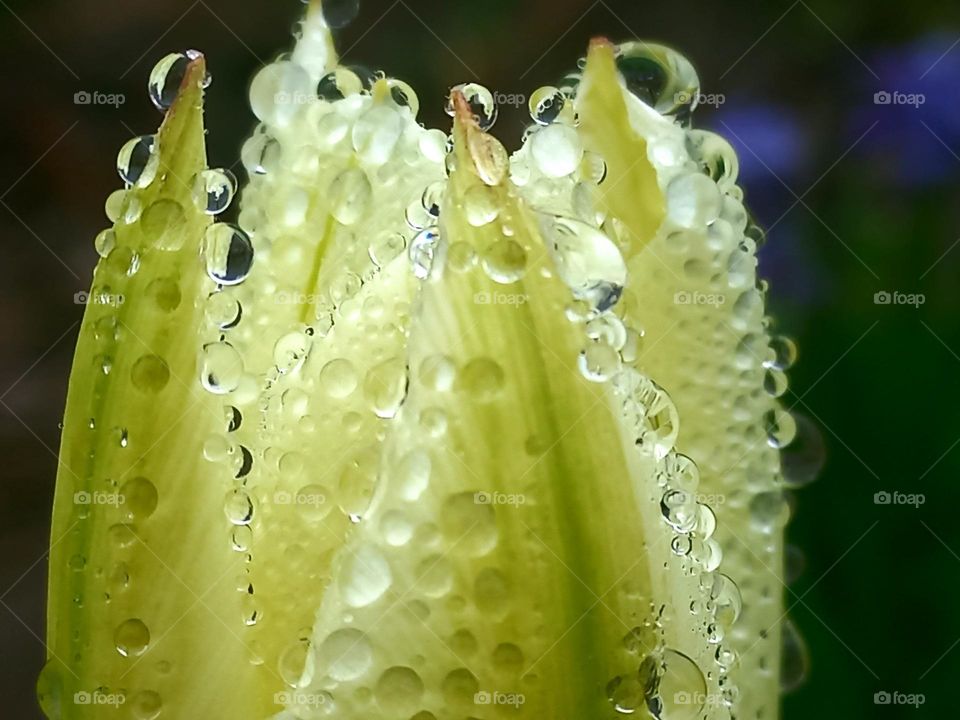 raindrops,water.