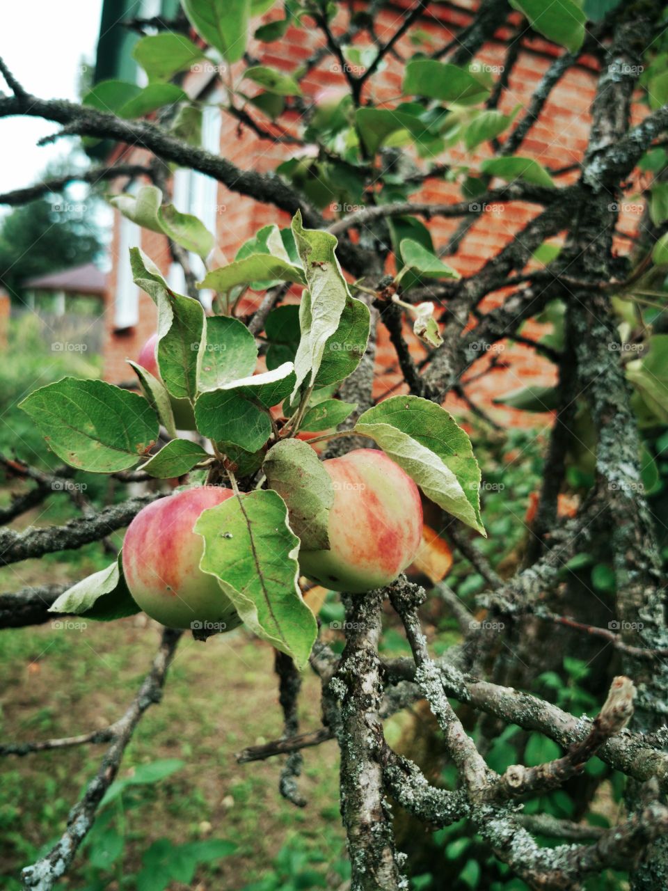 Apples on old apple tree