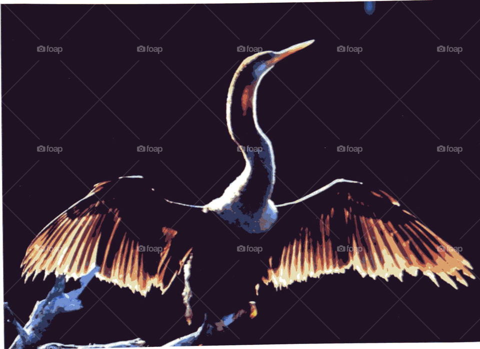Anhinga