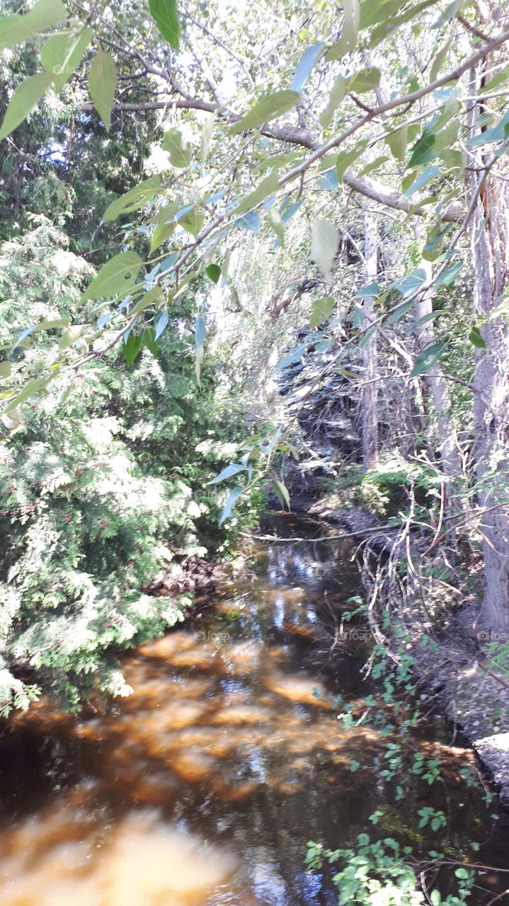 Sun shining on Cedars and Muddy Water