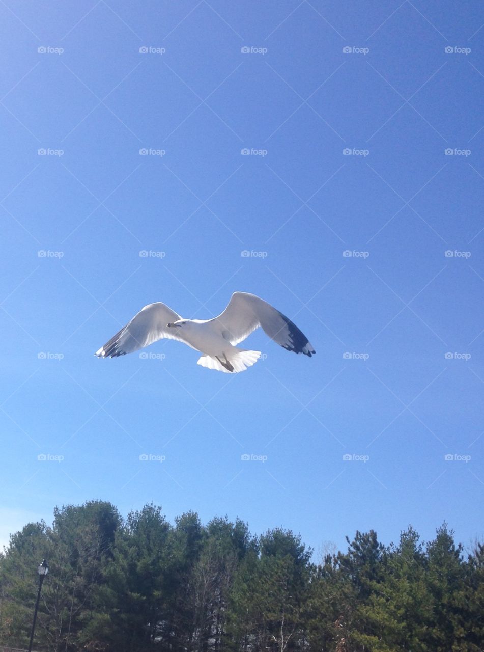 Free flying seagull