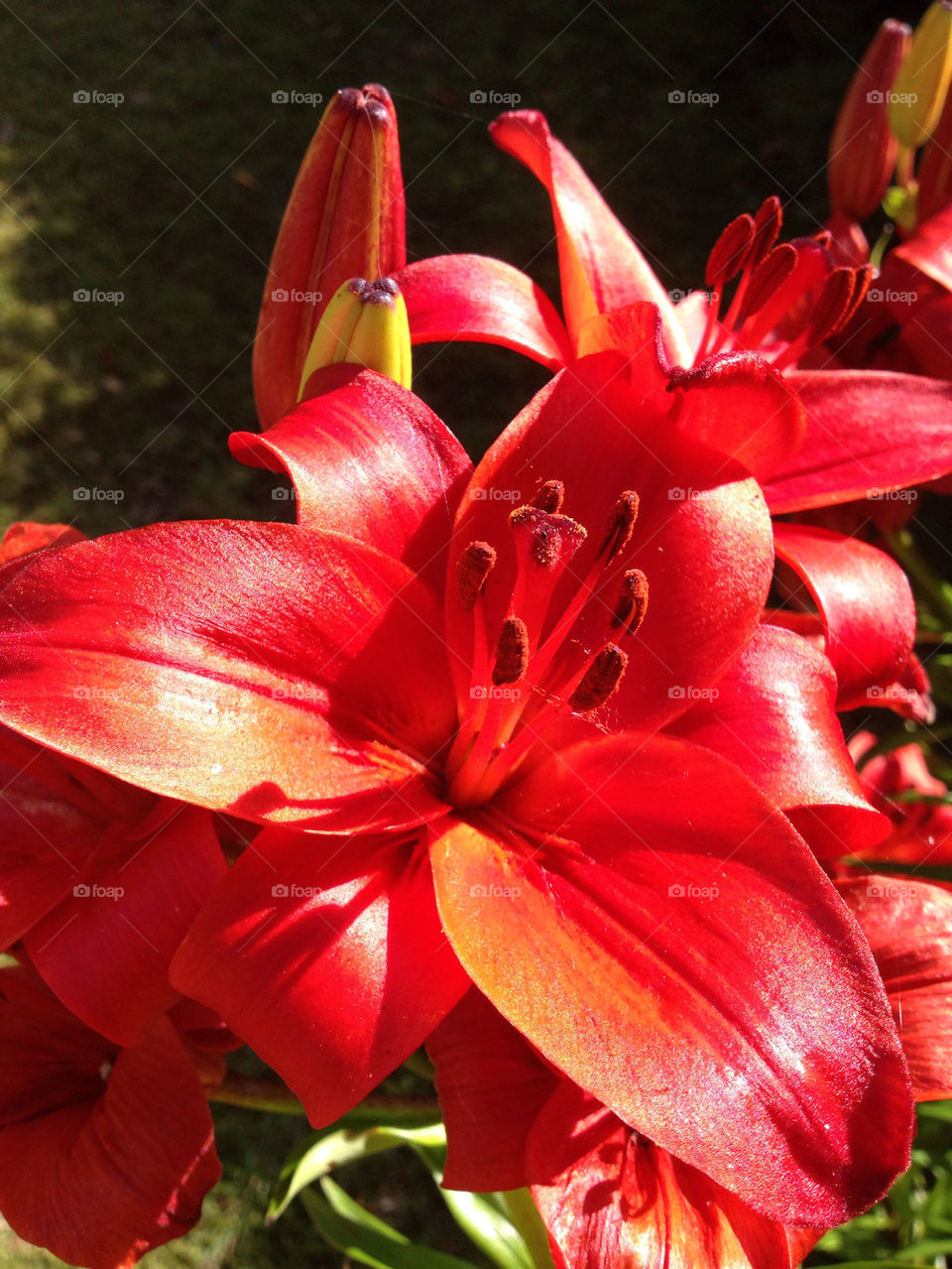 sweden red höllviken lilly by shec