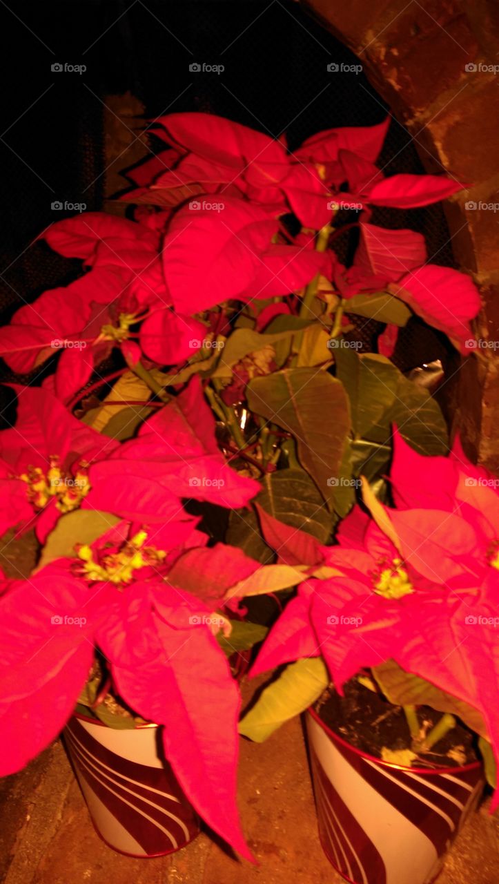 No Person, Leaf, Flower, Nature, Celebration