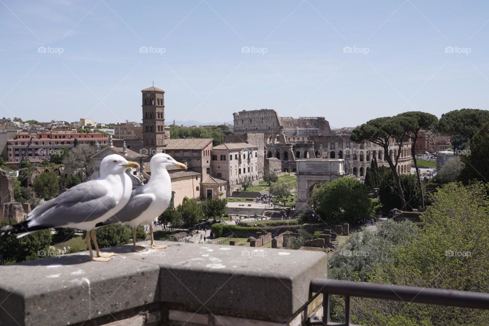 Roma gaviotas Coliseo tarde dos