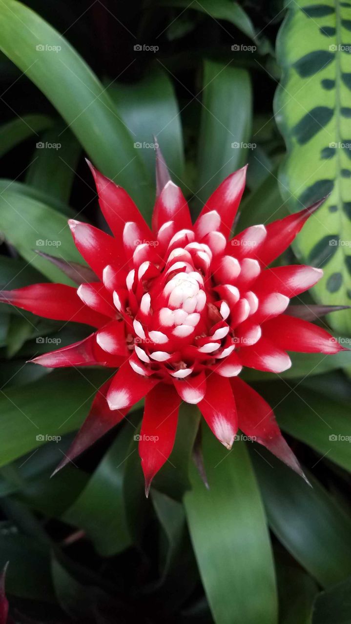 Blooming bromeliad