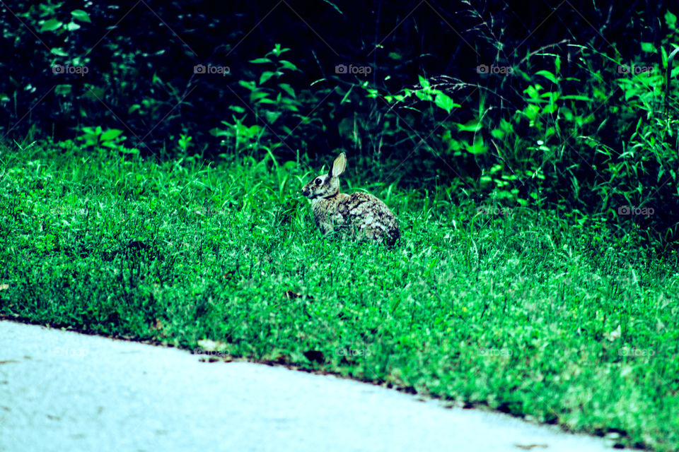 forest rabbit