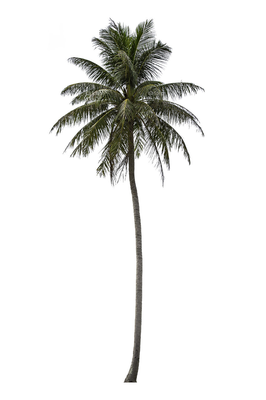 Isolated coconut trees on a white background with clipping path.