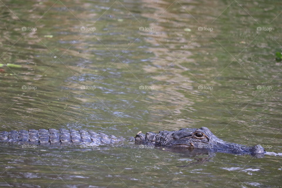 Alligator in the Bayou of Louisiana.