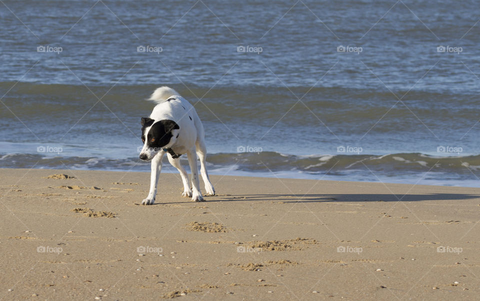 Dog plays at the beach