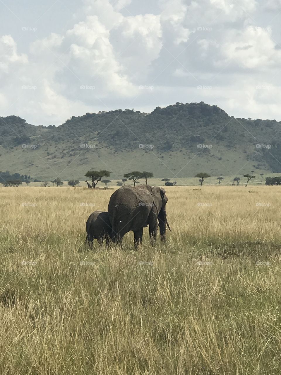 Elephants 