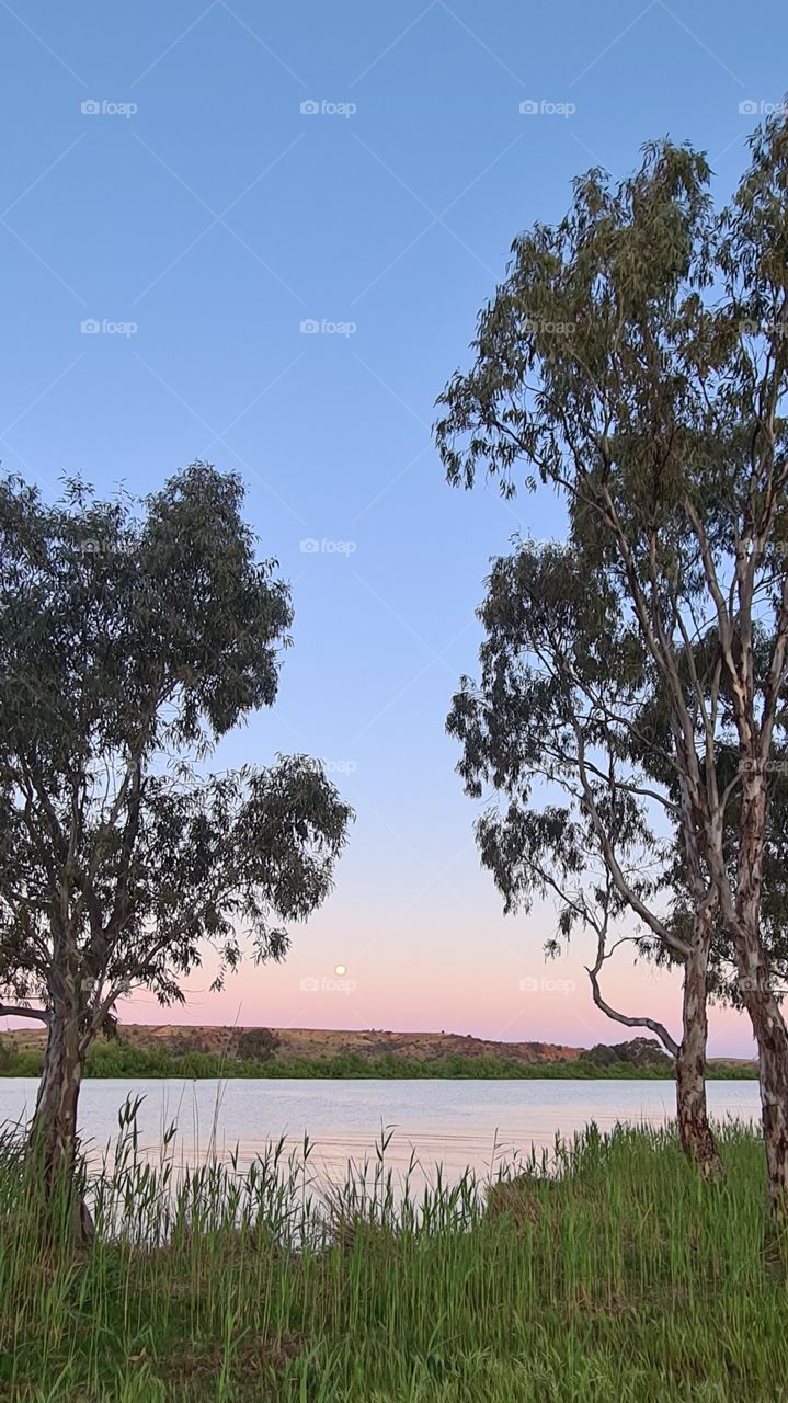 Close up of 3 gumtrees and a full moon in the distance