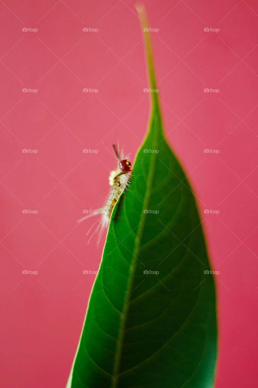 this is a tiny beauty ! from nature ! eating her leaf at the time of shoot ! #not ready to pose yet