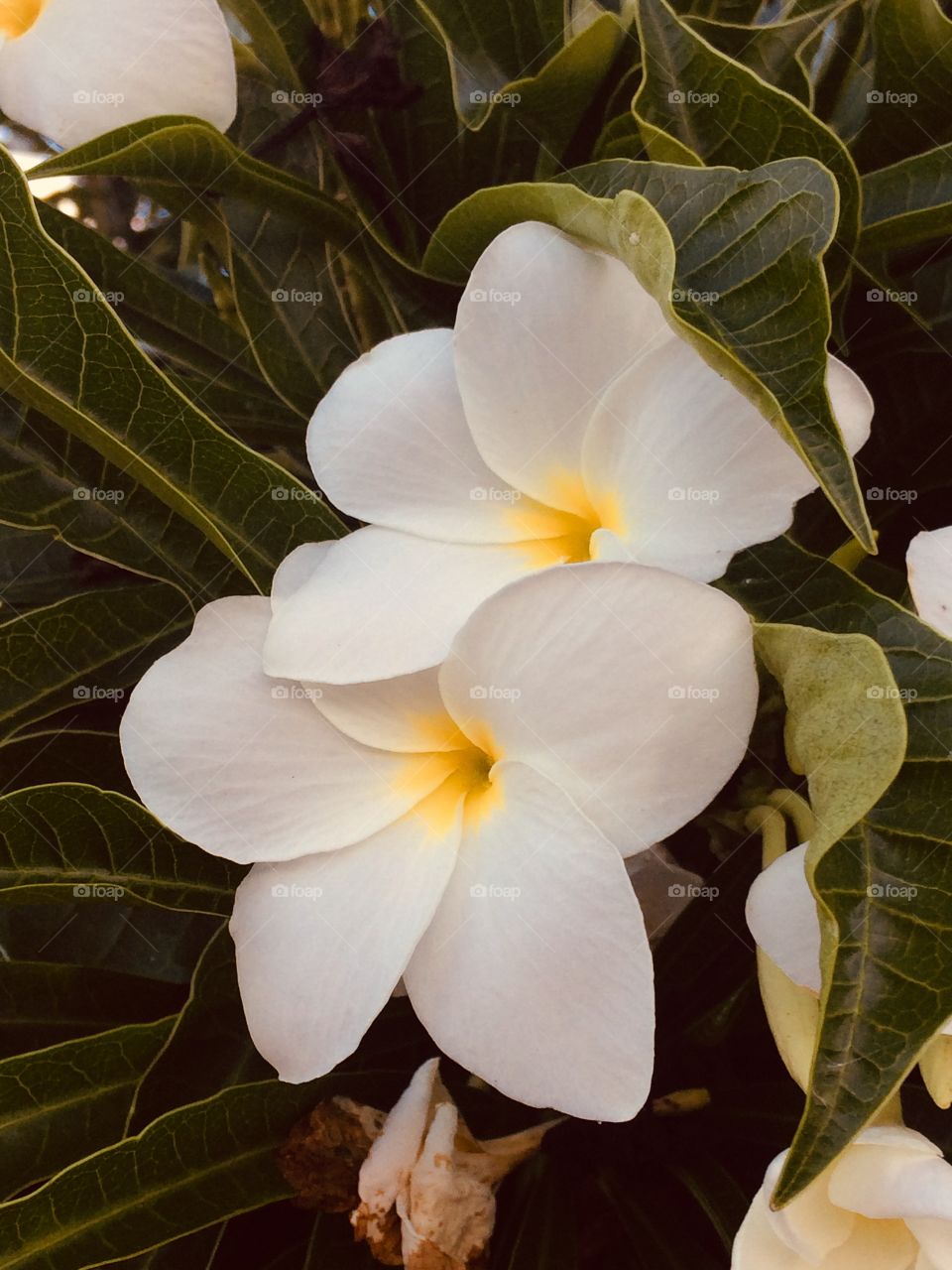 Flor branca com um leve amarelo no centro e folhas verdes lhe envolvendo. Representa Paz, Fé e Esperança. 