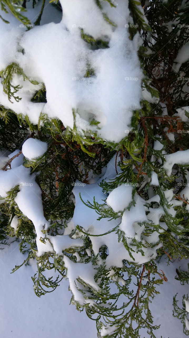 melting snow on cedar