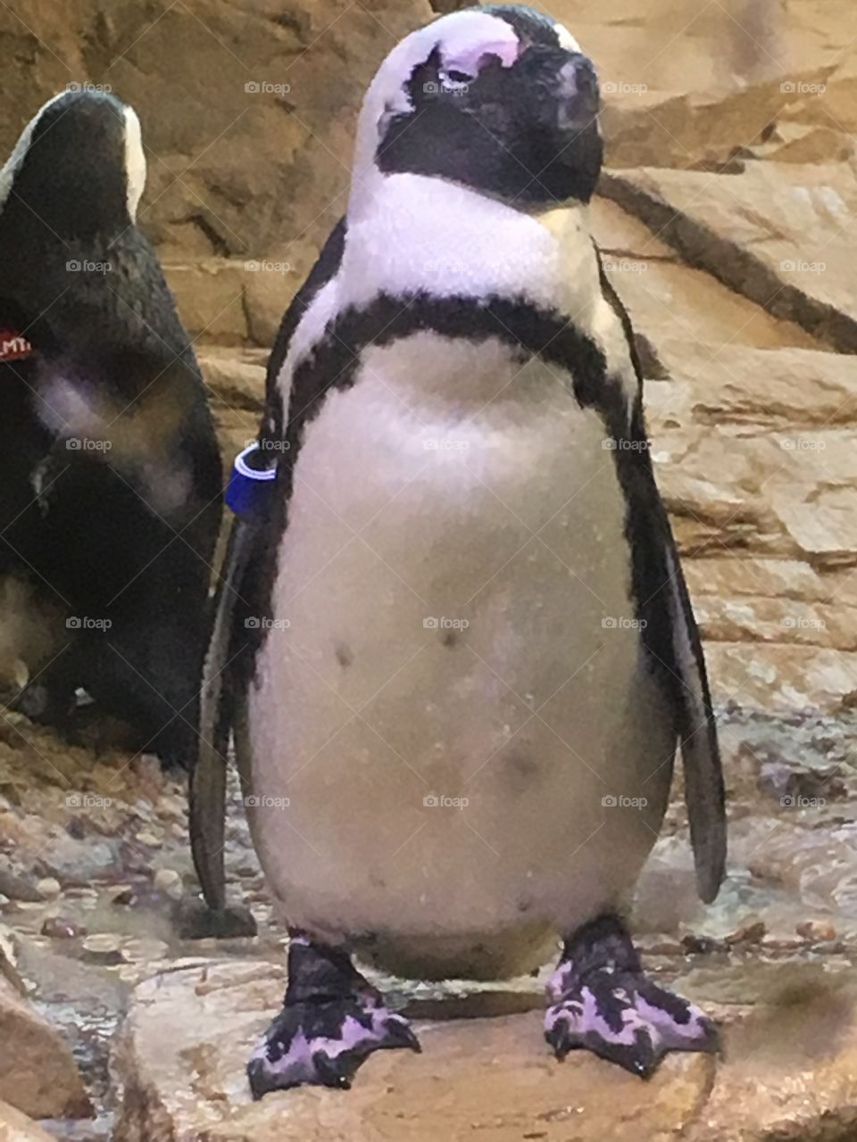 Penguin