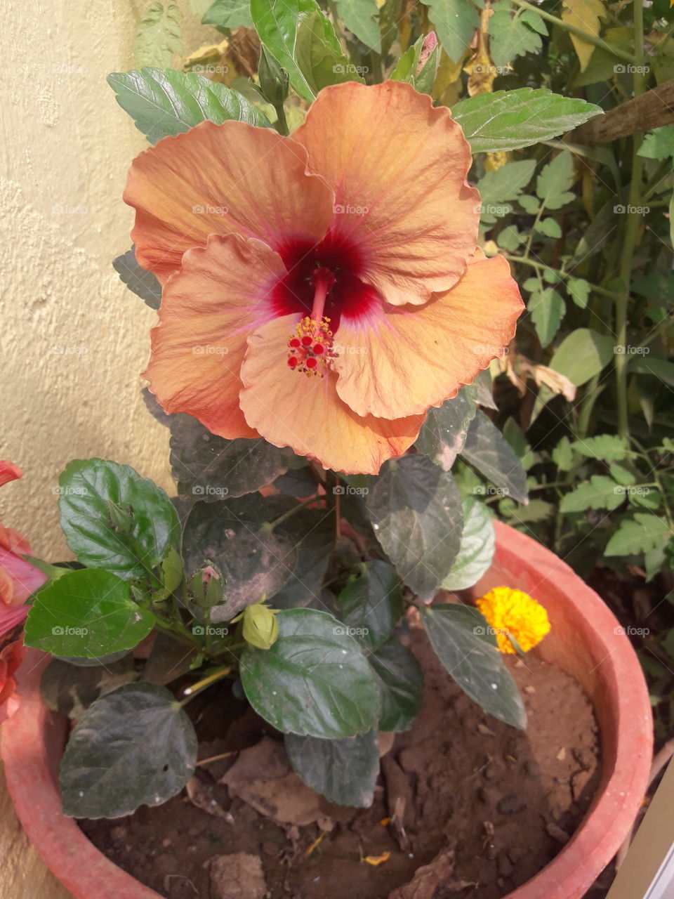 beautiful peach hibiscus flower in our garden