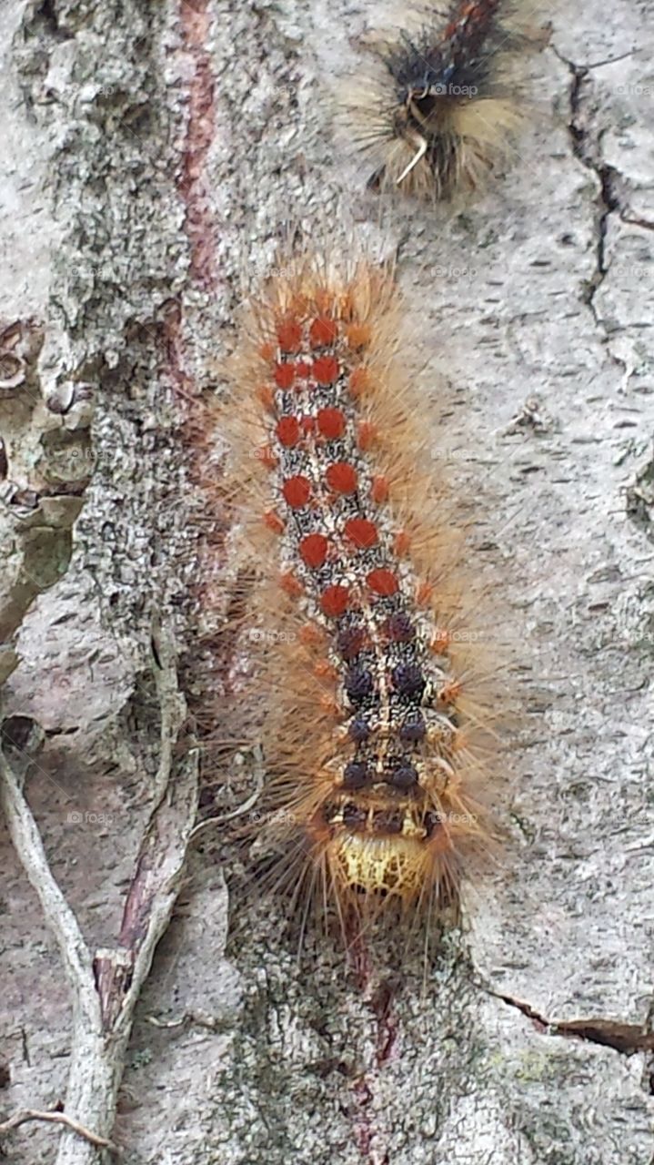 caterpillar. from bivy.