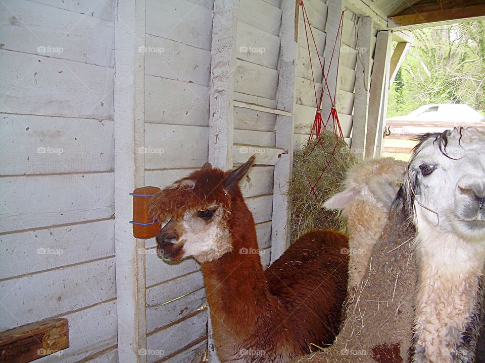 Alpaca