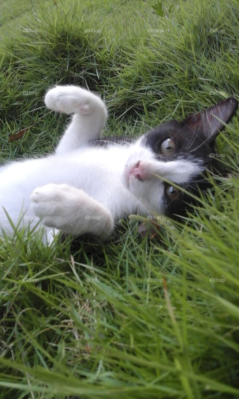 cute  kitten  in the garden
