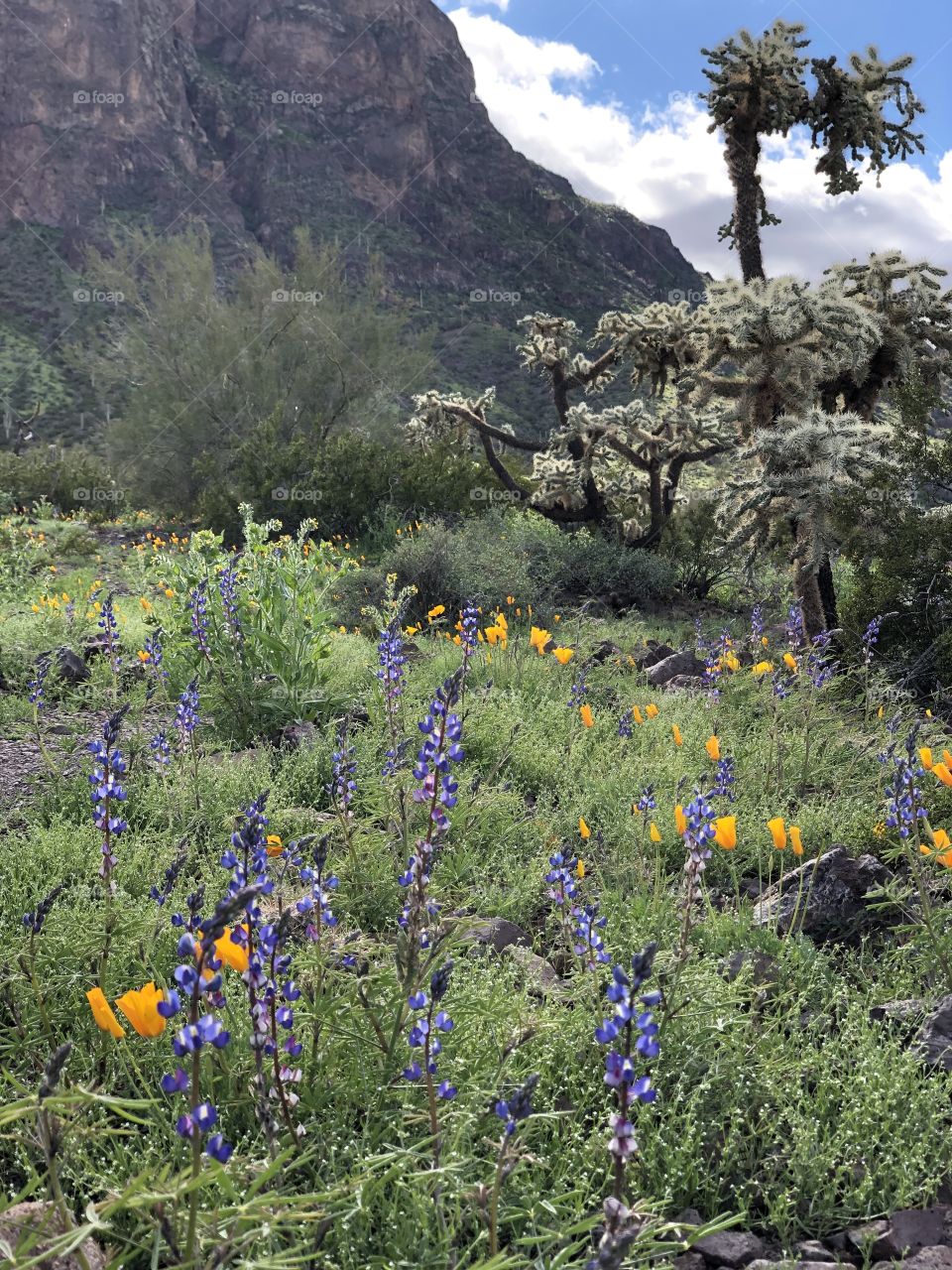 Spring Flowers in AZ