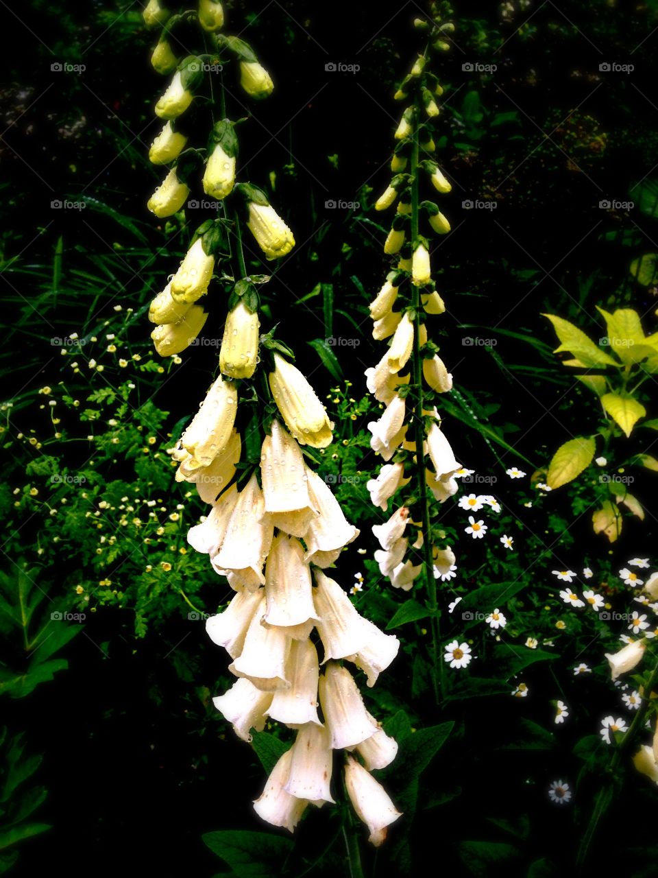 Foxy foxglove. White foxglove blooming