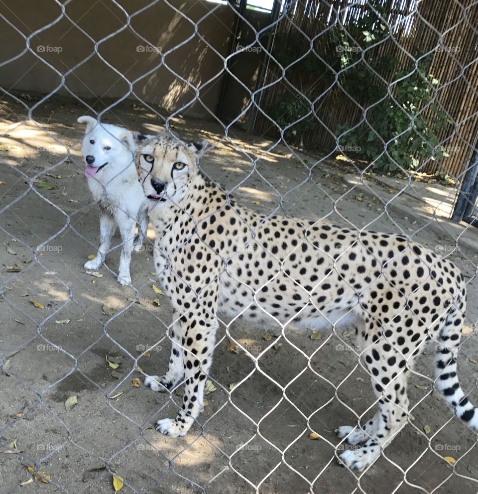Cheetah and her friend