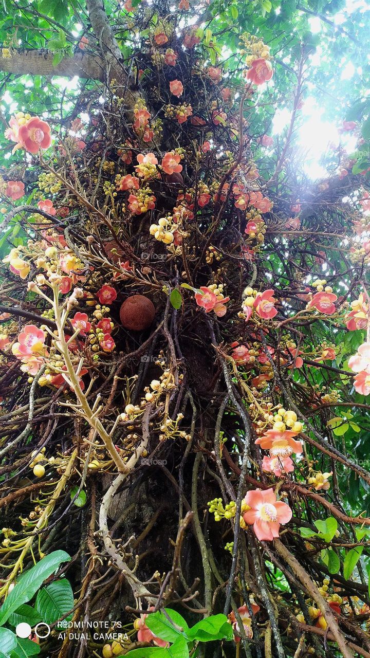 Cannonball tree at temple premises