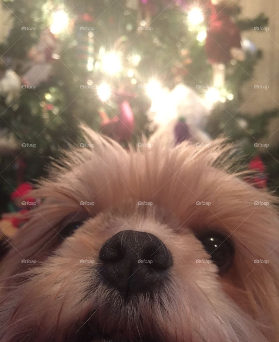 Dog Selfie under the Christmas Tree
