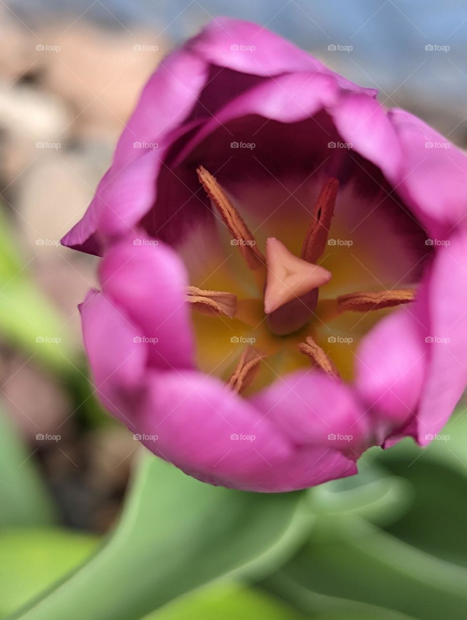 tulip inside