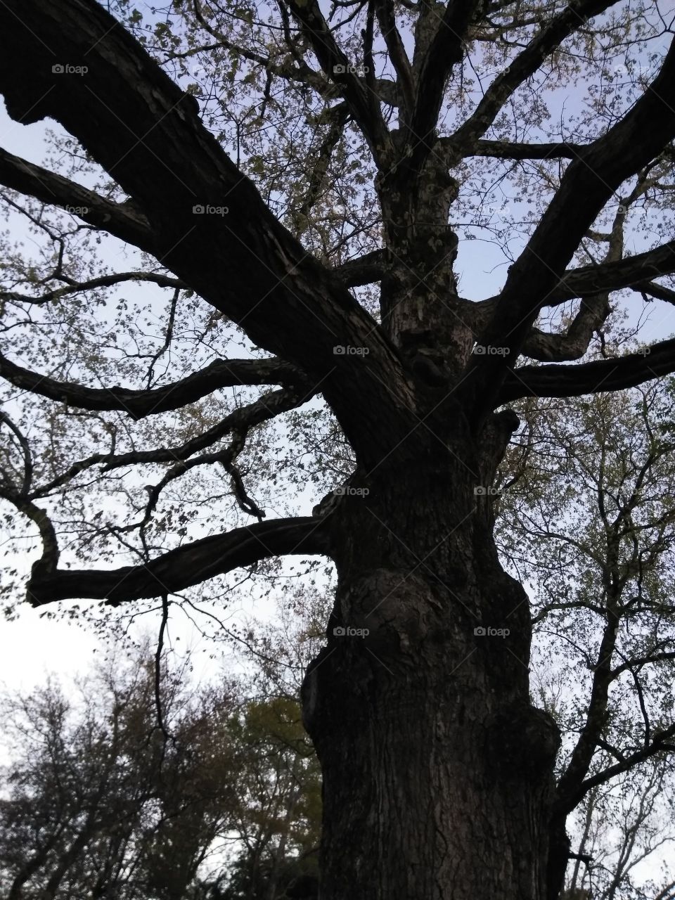 Beautiful ancient oak tree siloette edging a historic residential township in the southern United States with natural dusk lighting on a spring evening.