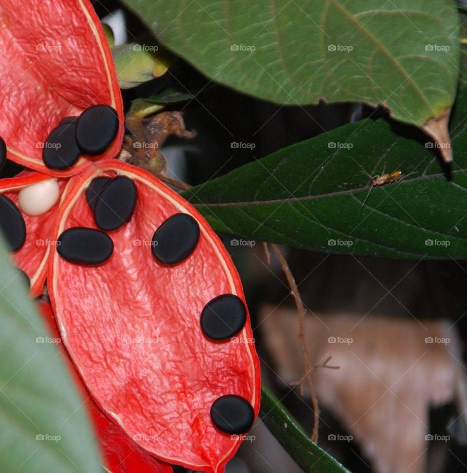 The ant and the red plant