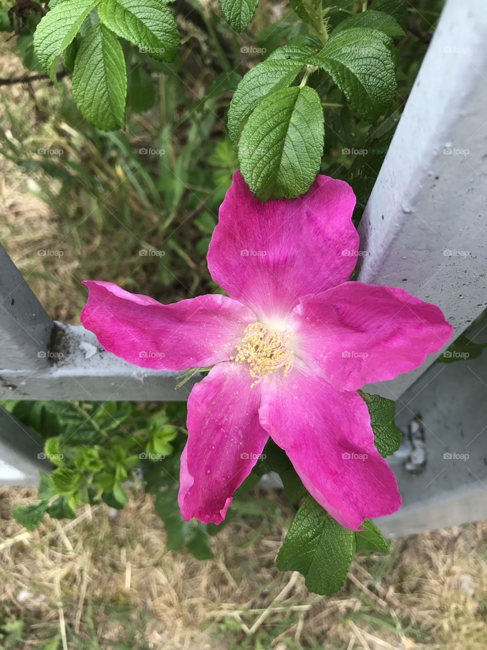 Rose hips