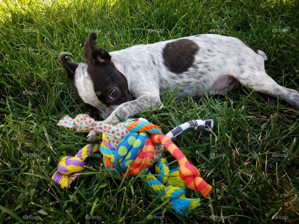 Shy puppy playing with toy in grass