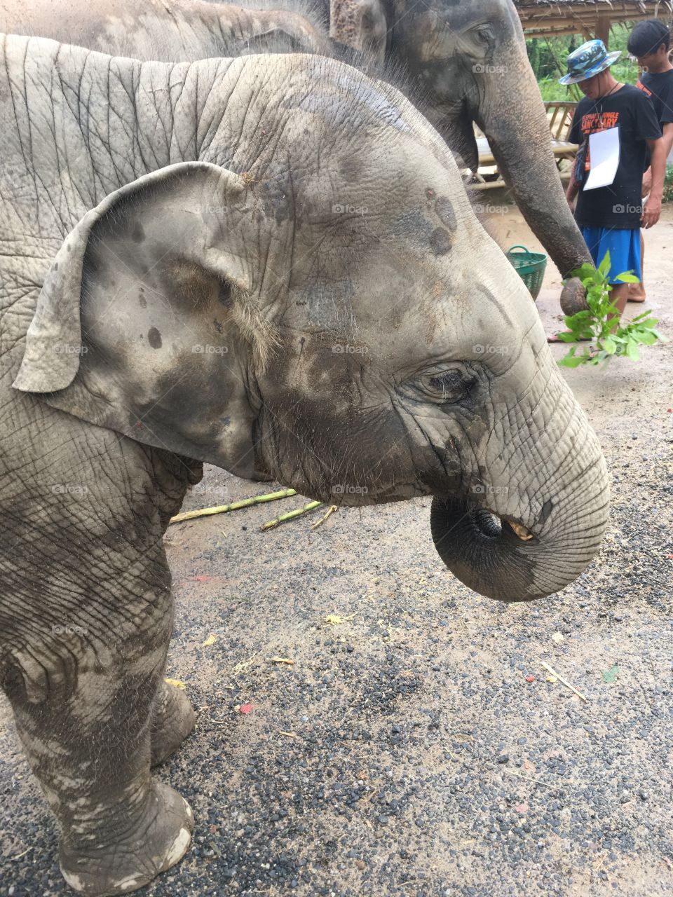 Cute baby elephant in Thailand 
