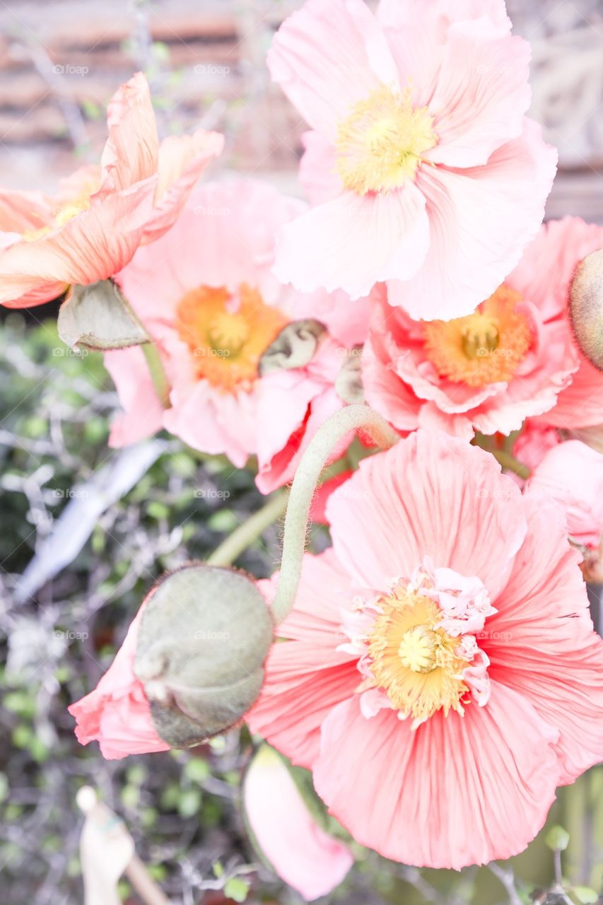 Dreamy poppies