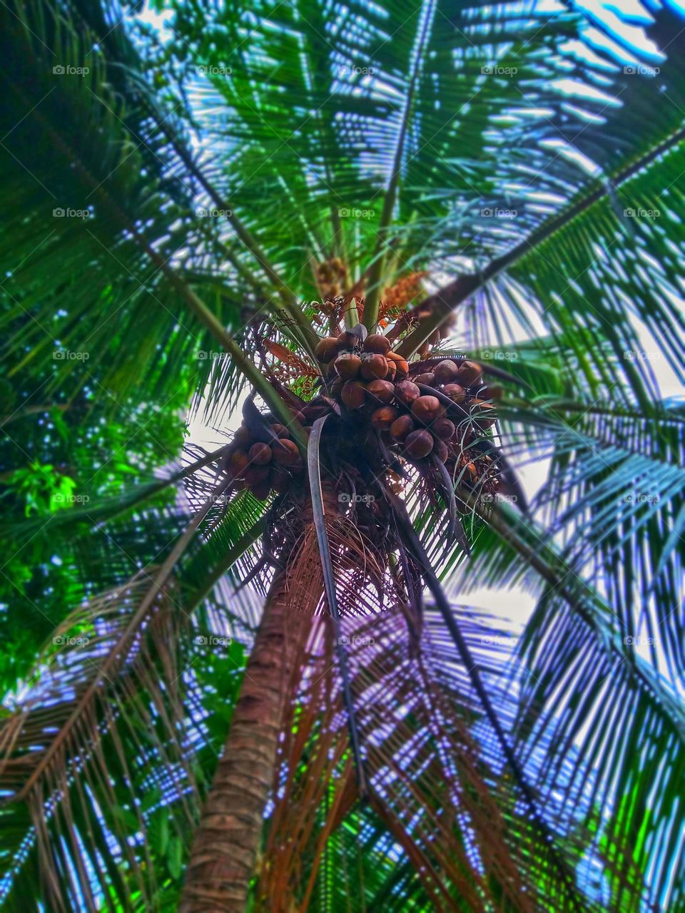 coconut trees in our garden