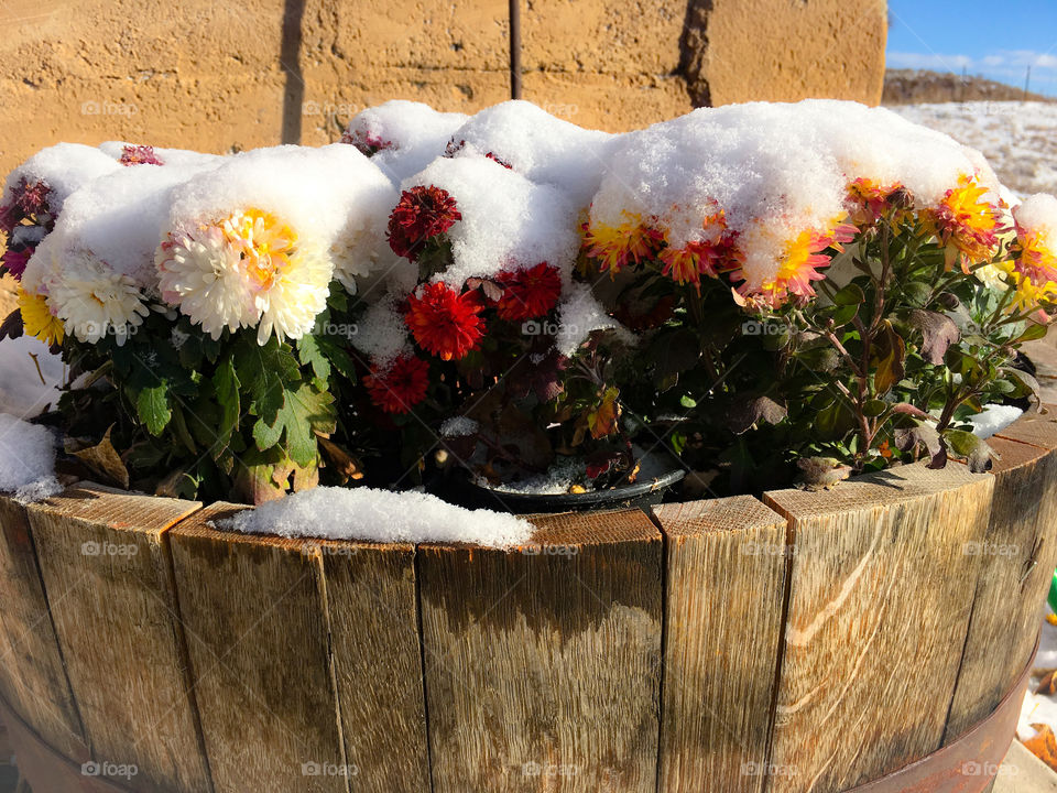 Snow Covered Mums