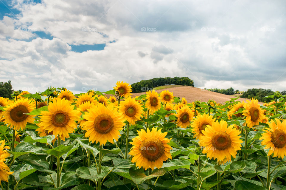 sunflower