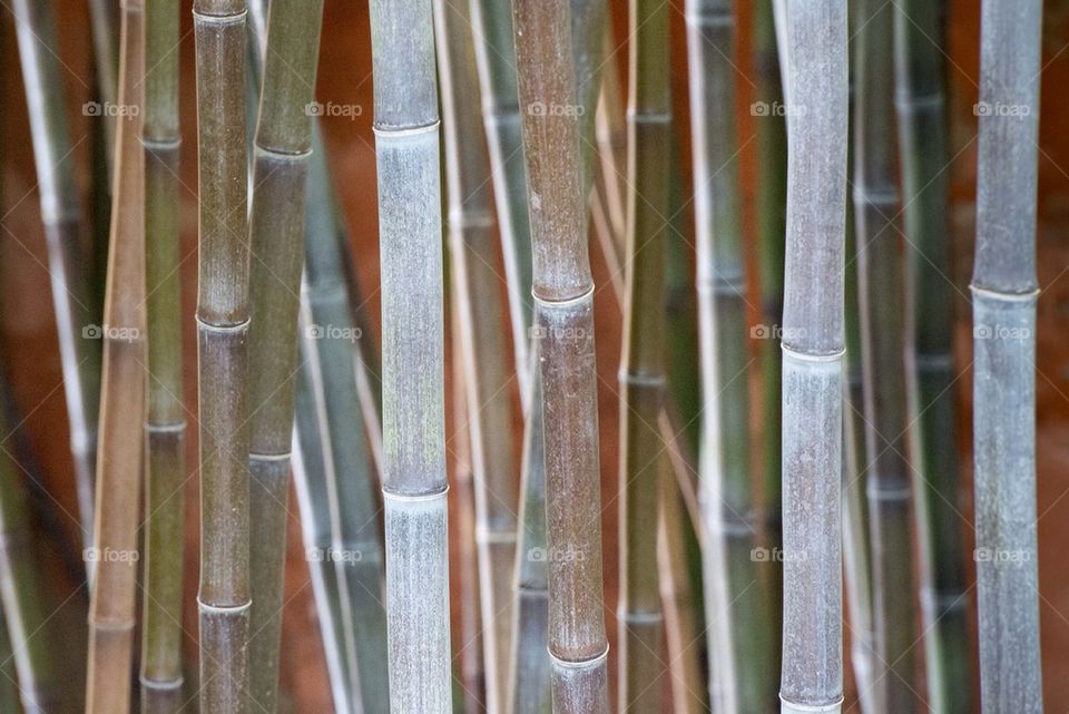 Bamboo trunks