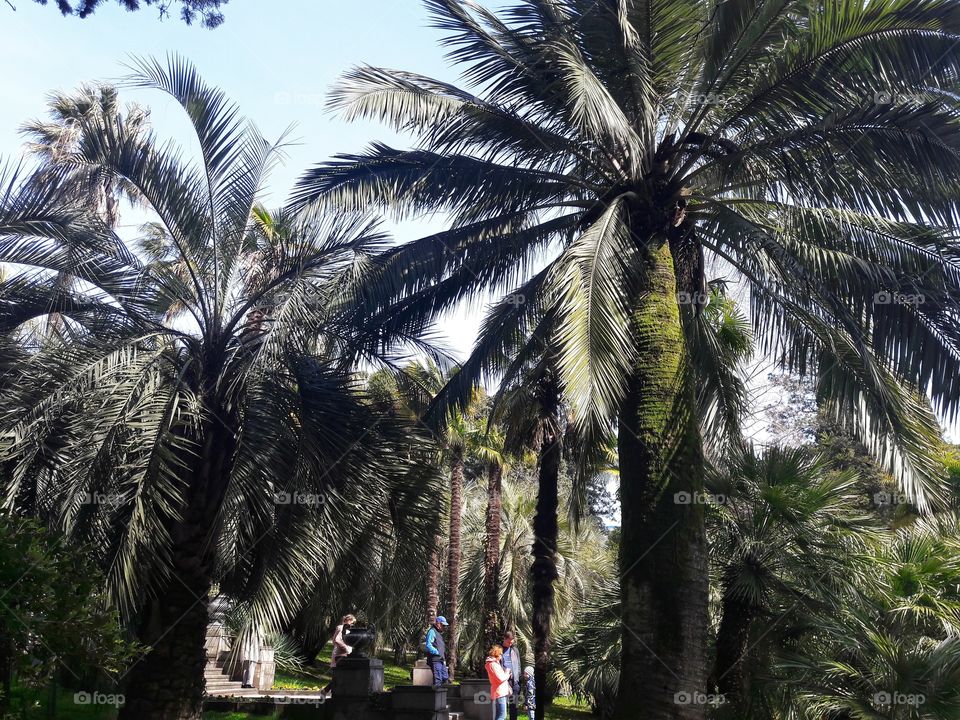 Palm, Tree, Coconut, Vacation, No Person