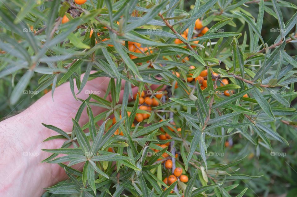 Sea Buckthorn