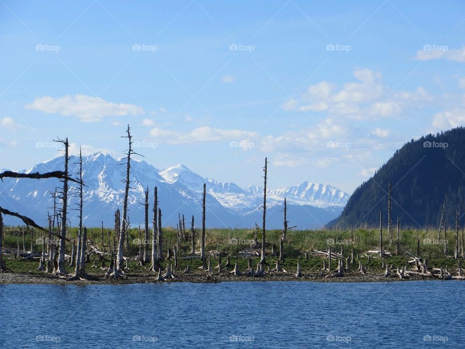 Bare trees in winter near lake