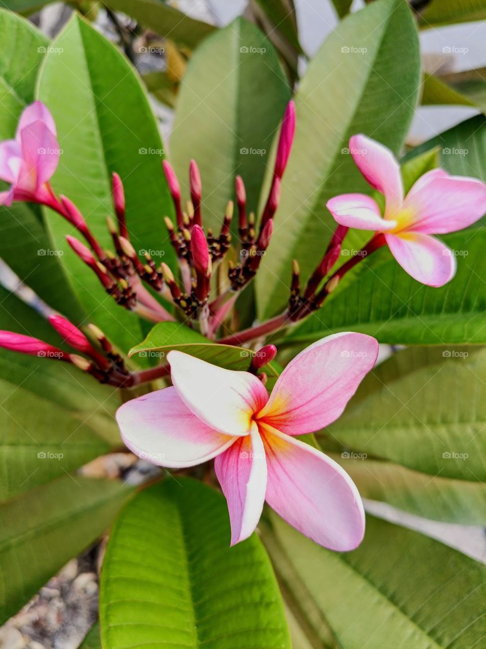 Frangipani flowers on the branch.